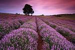     
: lavanda.jpg
: 9
:	175.7 
ID:	12762255