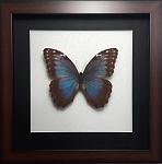     
: Morpho peleides  .jpg
: 5
:	101.4 
ID:	12436380