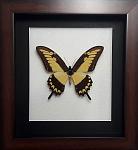     
: Papilio lycophron.jpg
: 8
:	93.9 
ID:	12436391