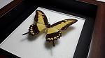     
: Papilio lycophrom .jpg
: 8
:	99.9 
ID:	12436392