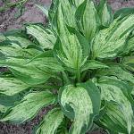     
: hosta-allegan-fog.jpg
: 2
:	169.0 
ID:	13404496