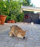     
: Shiba_2.jpg
: 147
:	121.4 
ID:	4425490