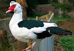     
: Muscovy-Duck-1.jpg
: 21
:	84.0 
ID:	11707809