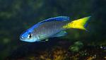     
: 468161228_1_644x461_cyprichromis-leptosoma-odessa.jpg
: 90
:	16.7 
ID:	12576930