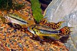     
: 18-3.Apistogramma-cacatuoides.jpg
: 8
:	109.6 
ID:	13571952