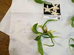     
: 482597946_4_644x461_orhideya-phalaenopsis-amboinensis-dom-i-sad_rev013.jpg
: 37
:	27.4 
ID:	12074977