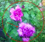     
: ARDENS исправ.jpg
: 15
:	57.9 
ID:	11972006