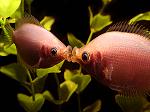     
: 01-3.balloon-pink-kissing-gourami.jpg
: 26
:	192.5 
ID:	12989136