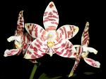     
: phal_phalaenopsis_amboinensis_simanis_500.jpg
: 11
:	27.0 
ID:	12131264