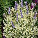     
: lavanda-platinum-blonde-2-3l-24075430798626.jpg
: 12
:	82.7 
ID:	13473496