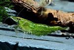     
: krevetka-zelenyj-nephrit---green-jade-neocaridina.jpg
: 7
:	55.1 
ID:	12980866