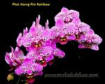     
: Phalaenopsis Horng Piin Rainbow.jpg
: 30
:	108.3 
ID:	11794243