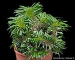     
: Pachypodium_lamerei_f._cristatum_2535_l.jpg
: 134
:	87.1 
ID:	12499590