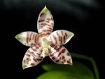     
: 482597946_1_644x461_orhideya-phalaenopsis-amboinensis-odessa_rev013.jpg
: 45
:	16.2 
ID:	12074979