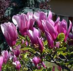     
: Magnolia-Susan.jpg
: 23
:	190.8 
ID:	8696676