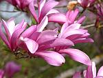     
: purpurmagnolie-betty_magnolia-liliiflora-betty1.jpg
: 23
:	76.8 
ID:	8696683