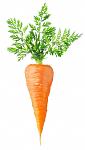     
: carrot.jpg
: 9
:	50.8 
ID:	13445791