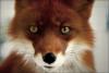   Fox74