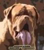   mastiff