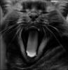   _spirit_