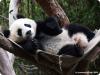 panda men