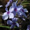   FlammenBlume