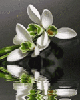 Irina orhideya