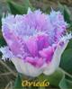   Lotus_zp