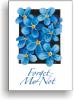   Forget_me_not