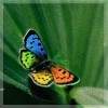   Annet@