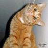   Kosha