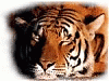 Аватар для TigerS