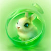   White_rabbit_7
