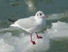   gull_18