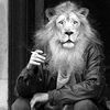   Leo nid