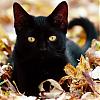 Black Cat