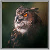   Eaglowl