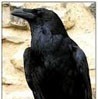   RAVEN 13