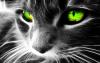 Аватар для Кошка-Маргошка