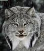   LINX
