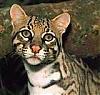   Ocelot