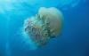big_jellyfish
