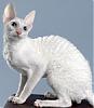   Cornish-Rex