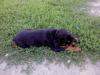   TAYSON1
