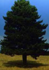   PinusSylvestris