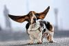   Basset-Hound