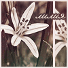   Liliy