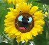  luckyflower