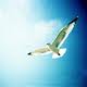   Seagull_124