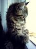   Kitty Mitty